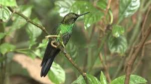 Hummingbirds Stock Footage