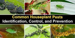 Houseplant Pests Types Identification