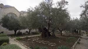 Olive Garden Gethsemane Stock