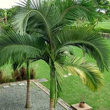 Green Palm Tree At Rs 200 खज र क