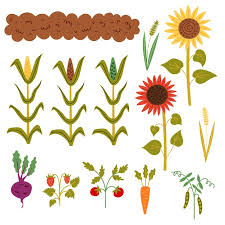 Set Autumn Harvest From The Bed Garden