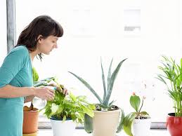 Keeping Indoor Plants Can Reduce Stress