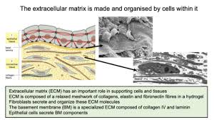 Extracellular Matrix And Cell Adhesions