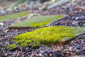 Unsightly Patio Moss Disappear