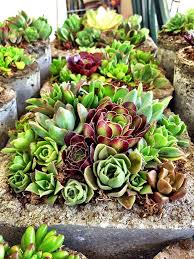 Outdoor Succulent Garden Ideas