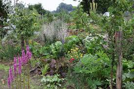 Plant Functions In The Permaculture