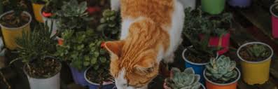 Cat Approved Non Toxic Plants And
