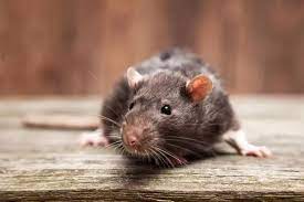 Rid Rats From Your Garden