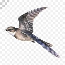 Premium Psd A Swallow Bird Png Image