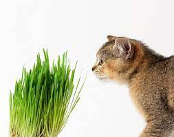 How To Keep Cats Away From Plants