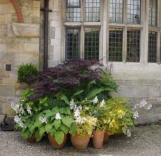 Growing Trees And Shrubs In Containers