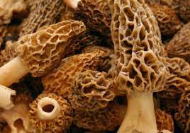 Secrets Of Morel Mushrooms