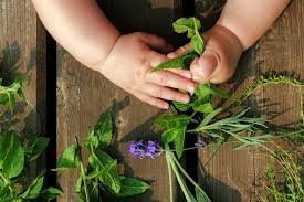 Growing Herbs With Children Kids Do