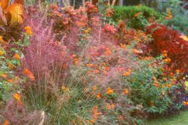 Prairie Grasses Add Special Beauty