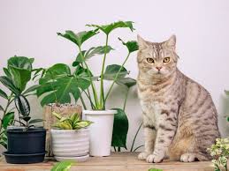 Are Zz Plants Toxic To Cats Vet
