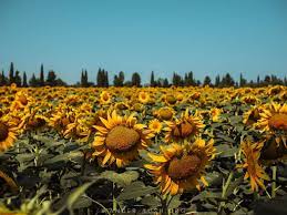 How To Visit Georgia S Sunflower Fields