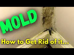Black Toxic Mold In Your Walls