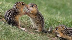 Chipmunks Fattened Up On Acorns Are