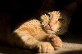 Photosensitization In Cats Symptoms