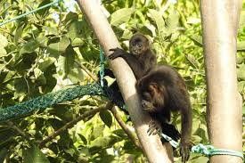 Conservation News On Primates