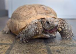 How A 5 Roadside Tortoise Turned Into