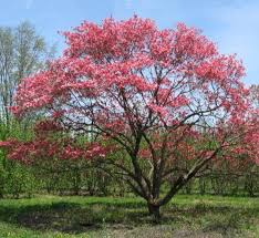 Cornus Florida D 376 15 Red Beauty