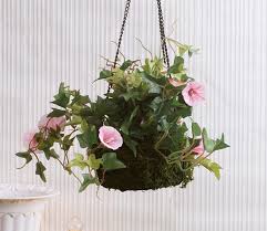 Buy Hanging Plants For Balcony In India