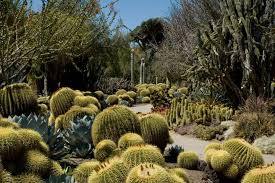 Rarest Plants