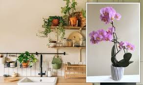 Houseplant Experts Share Which Plants