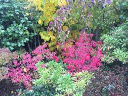 Best Shrubs And Trees For Autumn Colour