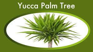 37 Types Of Indoor Palm Trees To Grow