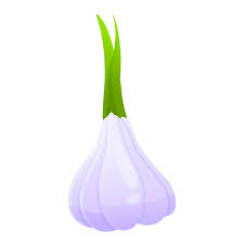 Vector Garden Garlic Icon Cartoon