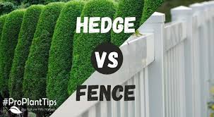 Hedge Vs Fence Blog Naturehills Com