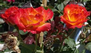 Bloom Of Rose Rosa Pinata