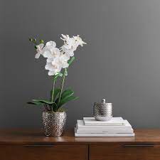 Dunelm Artificial Orchid White In