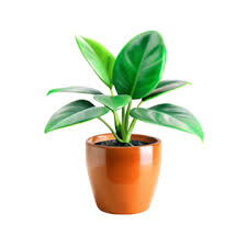 House Garden Clipart Images Free