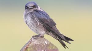 Why Migrating Purple Martins Need A