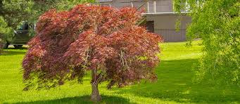 Get 30 Off Red Weeping Maples Now