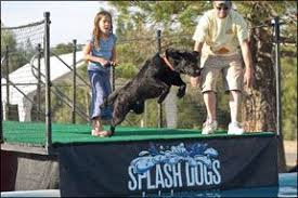dock diving a dog jumping competition