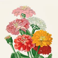 Flower Meanings And Birth Flowers