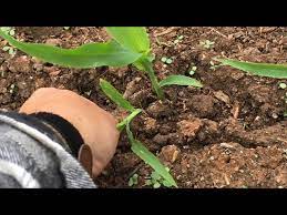 How To Thin Corn Safely And Replant
