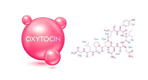 Brain Chemistry Oxytocin Love Hormone
