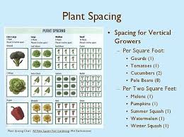 Plant Spacing Is So Important Because