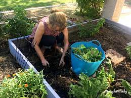 Vegetable Gardening Archives Desert