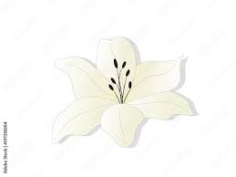 Lily Flower Icon Vector Design