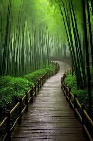 Premium Ai Image A Bamboo Path In The