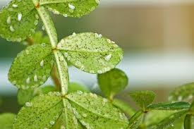 Common Houseplant Pests