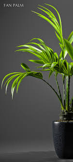 Fan Palm Tree 01 3d Model By Sara Angel