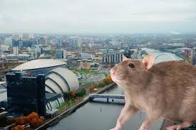 Rat Problem In Glasgow Is So Bad