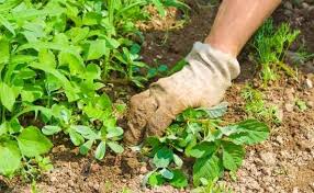 Natural Weed Control In Your Vegetable